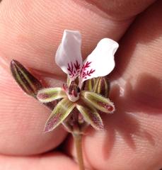 Pelargonium dipetalum