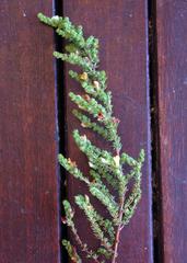 Aspalathus opaca rostriloba