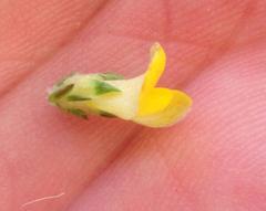 Aspalathus opaca rostriloba