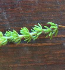 Aspalathus opaca rostriloba