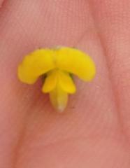 Aspalathus opaca rostriloba