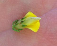 Aspalathus opaca rostriloba