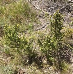 Aspalathus opaca rostriloba