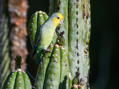 Yellow-Faced Parrotlet photo 2