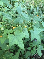 Impatiens capensis