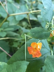Impatiens capensis