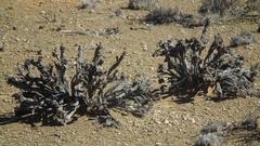 Salsoloideae