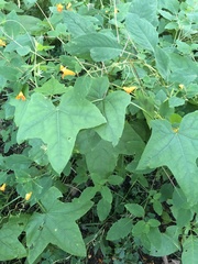 Impatiens capensis