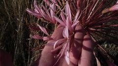 Brunsvigia bosmaniae