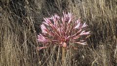 Brunsvigia bosmaniae