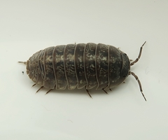 Armadillidium opacum