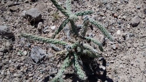 Cholla