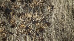 Berkheya glabrata