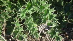 Berkheya glabrata