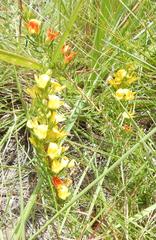 Aspalathus spinifera