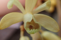 Erythrorchis altissima