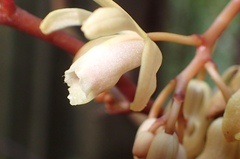 Erythrorchis altissima