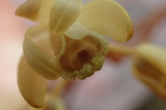 Erythrorchis altissima