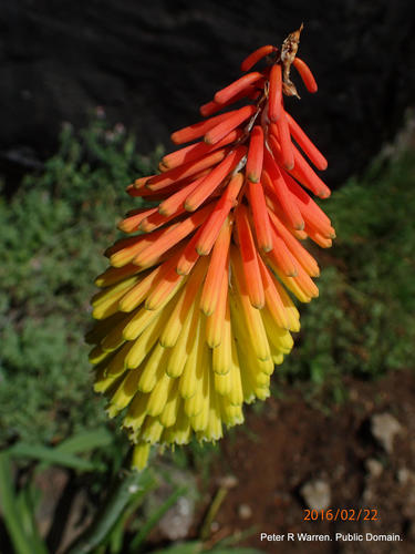 Rope Poker (Kniphofia ritualis)