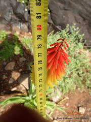 Kniphofia ritualis