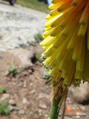 Kniphofia ritualis