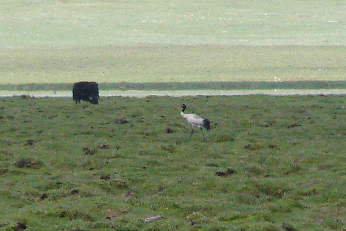 Black-necked Crane