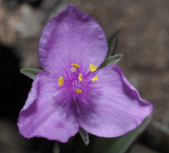 Callisia navicularis