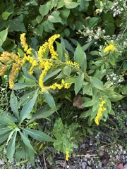 Solidago rugosa