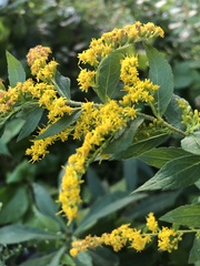 Solidago rugosa