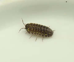 Armadillidium frontetriangulum