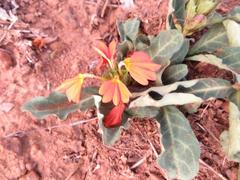 Crossandra zuluensis
