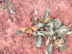 Crossandra zuluensis