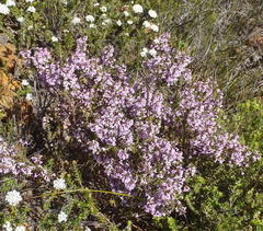 Muraltia juniperifolia