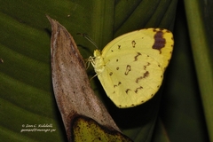 Eurema hecabe solifera