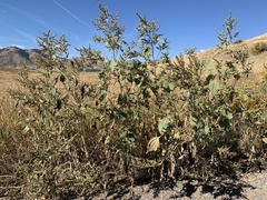 Cyclachaena xanthiifolia