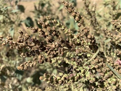 Cyclachaena xanthiifolia