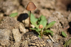 Conocybe farinacea