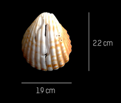 Trachycardium procerum