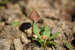 Conocybe farinacea
