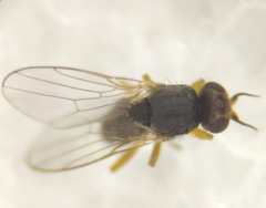 Elachiptera tuberculifera