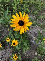 Rudbeckia hirta