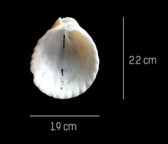 Trachycardium procerum