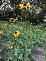 Rudbeckia hirta