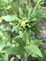 Rudbeckia hirta