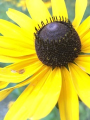 Rudbeckia hirta