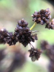 Scirpus atrovirens