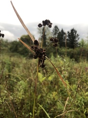 Scirpus atrovirens
