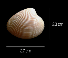 Lamelliconcha vinacea