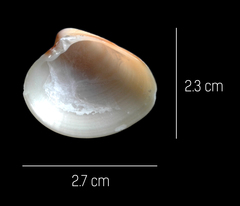 Lamelliconcha vinacea