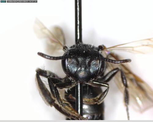 iNaturalist observation photo of Bees